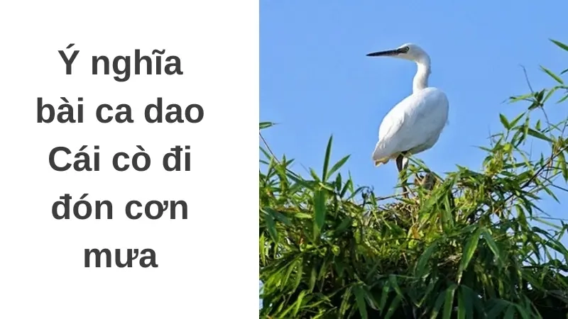 Ý nghĩa bài ca dao Cái cò đi đón cơn mưa