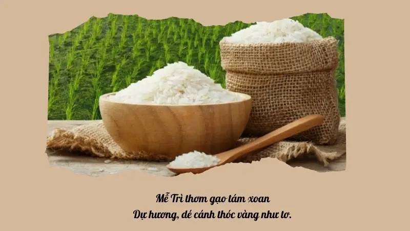 Mễ Trì thơm gạo tám xoan Dự hương, dé cánh thóc vàng như tơ.