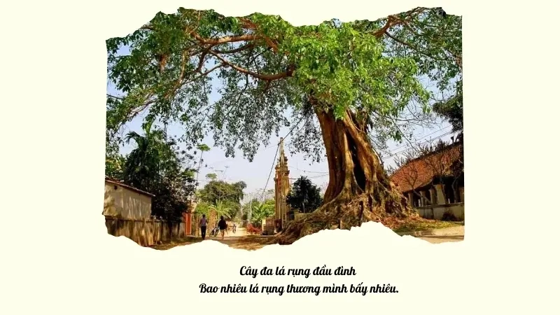 Cây đa lá rụng đầu đình Bao nhiêu lá rụng thương mình bấy nhiêu