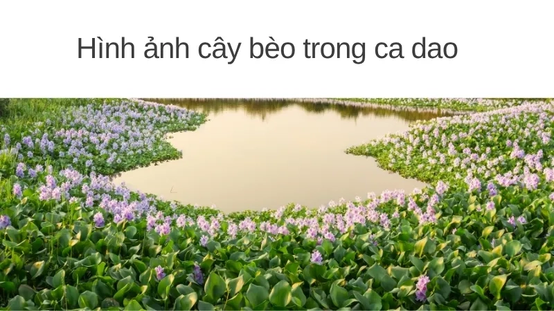 Hình ảnh cây bèo trong ca dao 