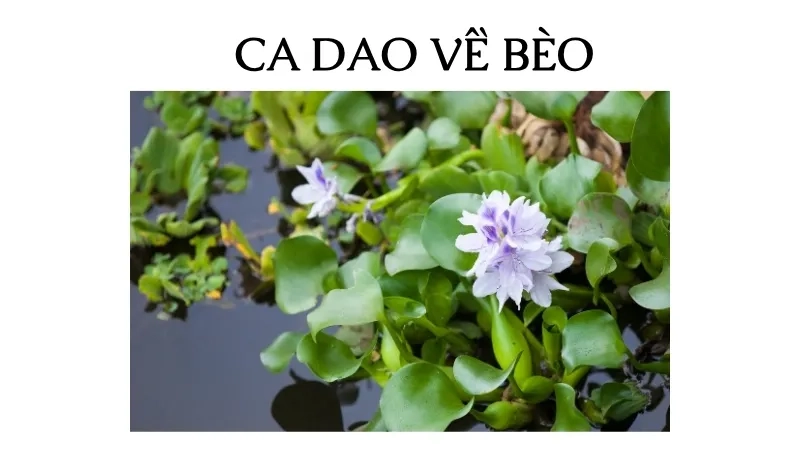 Ca dao về bèo