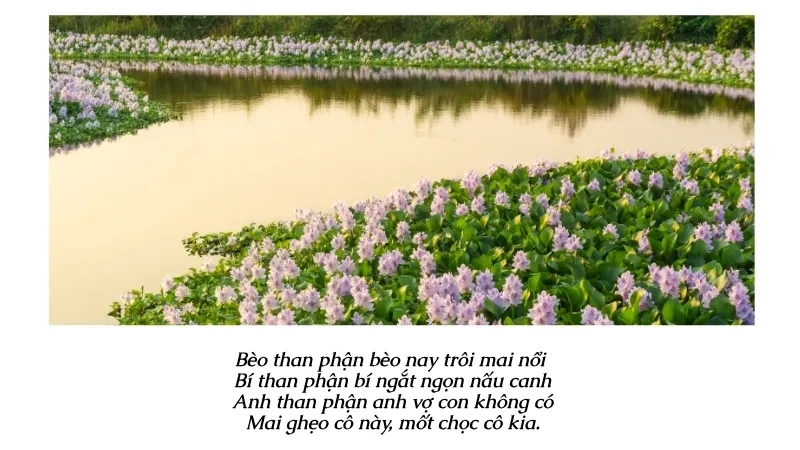 Bèo than phận bèo nay trôi mai nổi Bí than phận bí ngắt ngọn nấu canh