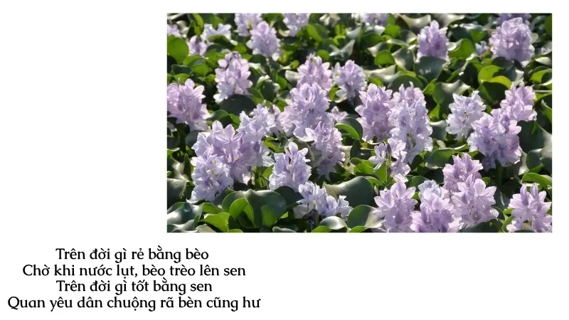 Trên đời gì rẻ bằng bèo Chờ khi nước lụt, bèo trèo lên sen