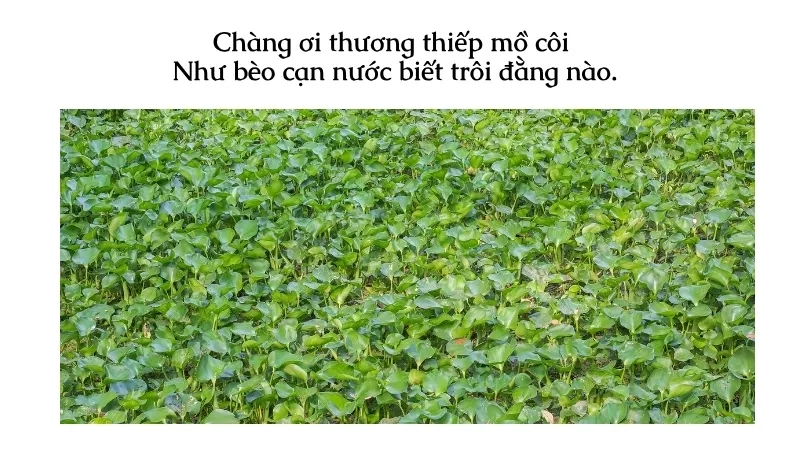 Chàng ơi thương thiếp mồ côi Như bèo cạn nước biết trôi đằng nào