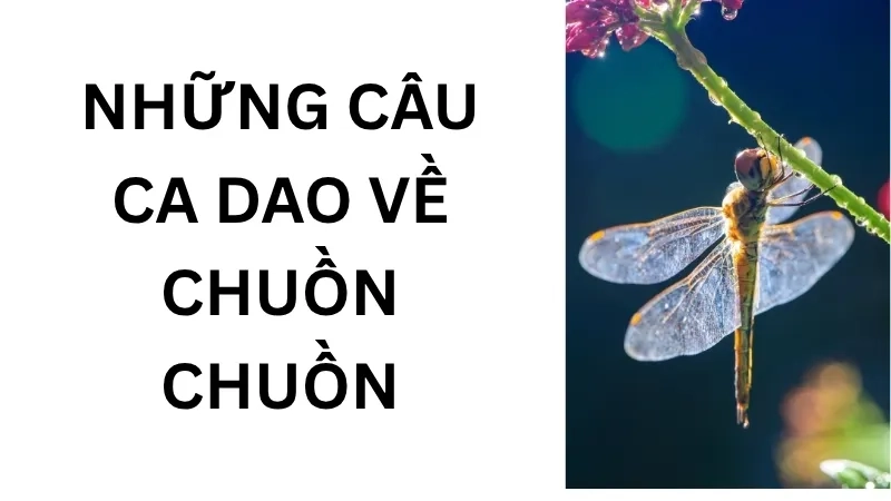 Những câu ca dao về chuồn chuồn