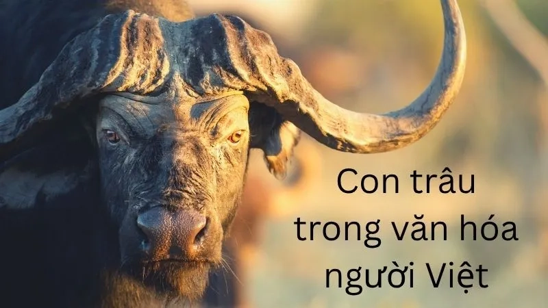 Con trâu trong văn hóa người Việt