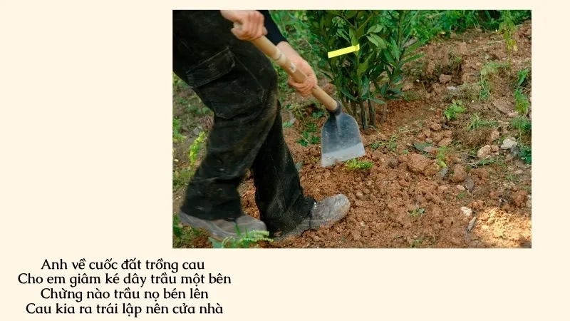 Anh về cuốc đất trồng cau Cho em giâm ké dây trầu một bên