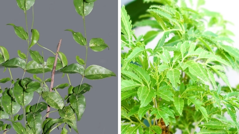 Mẹo dân gian chữa mất sữa bằng nước uống từ lá thảo dược