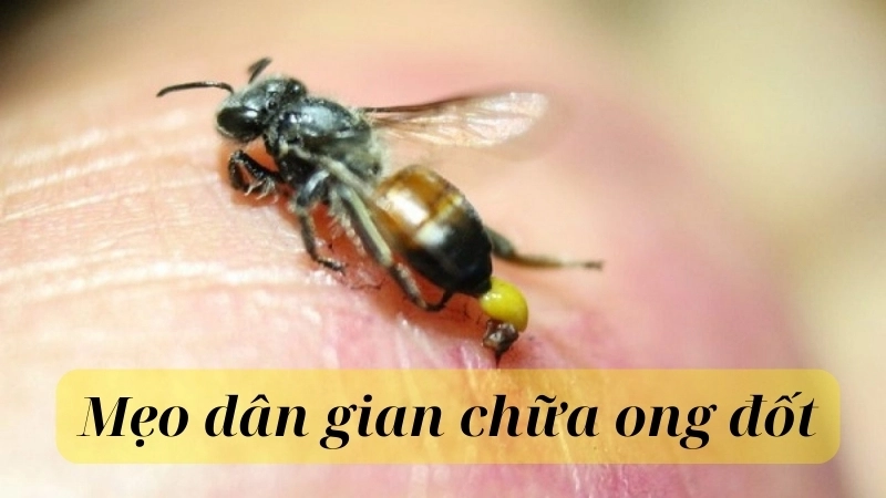 Các mẹo dân gian chữa ong đốt hiệu quả tại nhà