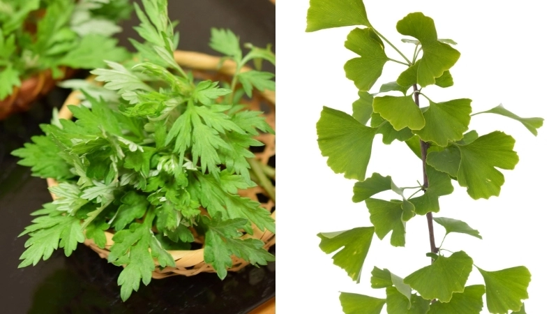 Mẹo chữa tiền đình bằng ngải cứu và lá bạch quả