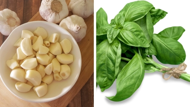Mẹo dân gian chữa viêm phổi bằng tỏi, lá húng quế