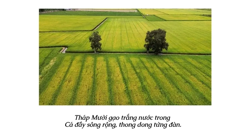 Tháp Mười gạo trắng nước trong Cá đầy sông rộng, thong dong từng đàn