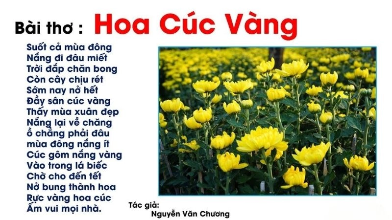 Bài thơ Hoa cúc vàng đã gợi lên hình ảnh mùa đông dịu nhẹ và sắc xuân rực rỡ