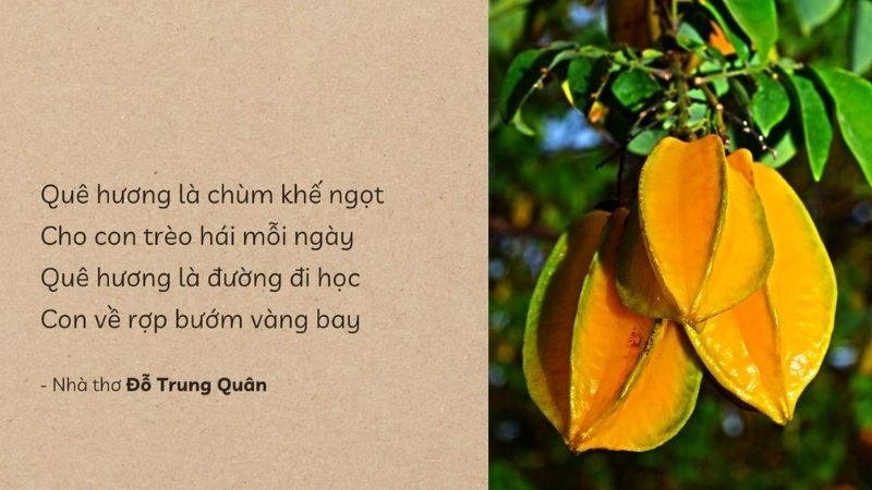 Bài thơ Quê hương là chùm khế ngọt gợi nhớ tuổi thơ