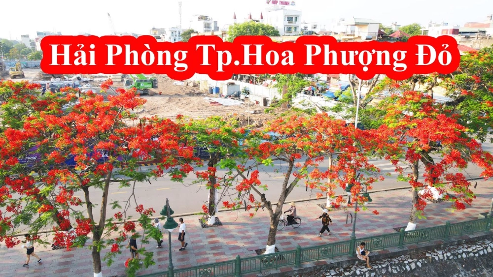 Bài thơ về hải phòng ngợi ca Thành phố hoa phượng đỏ