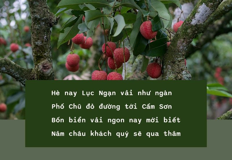 Vải ngọt quê mình đỏ rực cả một vùng trời ký ức