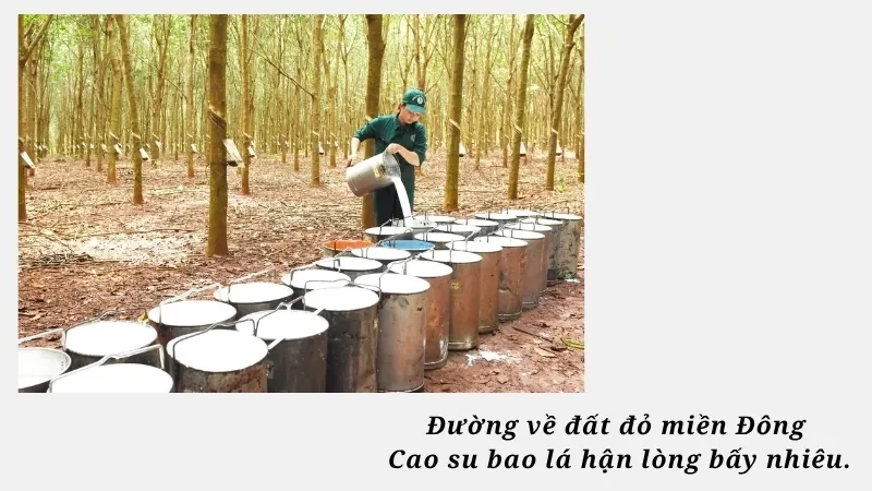 Đường về đất đỏ miền Đông Cao su bao lá hận lòng bấy nhiêu