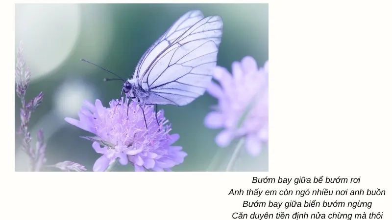 Bướm bay giữa bể bướm rơi Anh thấy em còn ngó nhiều nơi anh buồn