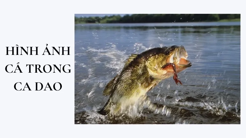 Hình ảnh cá trong ca dao