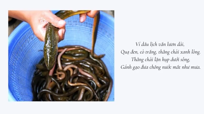 Ví dầu lịch vắn lươn dài, Quạ đen, cò trắng, thằng chài xanh lông
