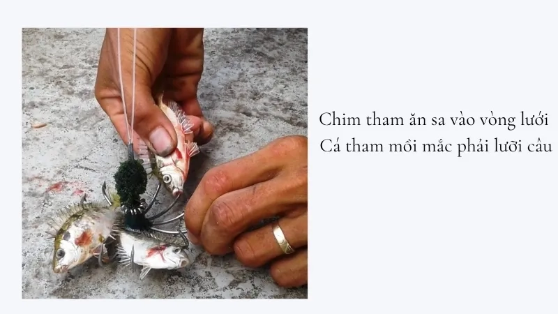 Chim tham ăn sa vào vòng lưới Cá tham mồi mắc phải lưỡi câu