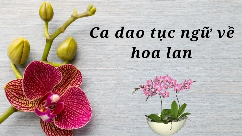 Ca dao tục ngữ về hoa lan