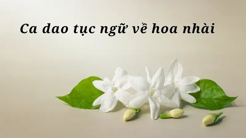 Ca dao tục ngữ về hoa nhài