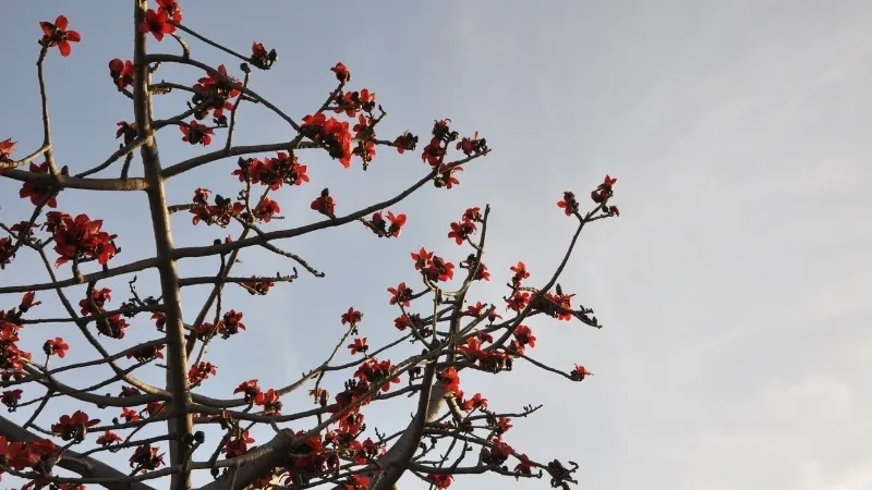 HÌnh ảnh hoa gạo