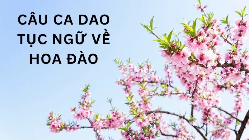 Câu ca dao tục ngữ về hoa đào