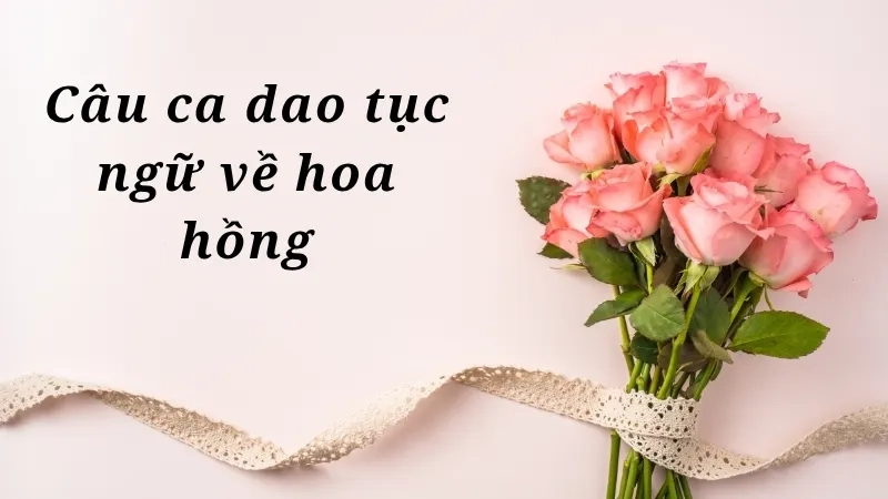 Câu ca dao tục ngữ về hoa hồng