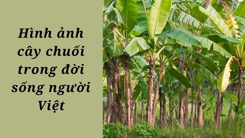 Hình ảnh cây chuối trong đời sống người Việt