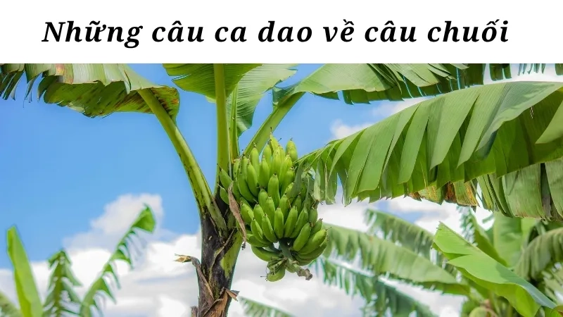 Những câu ca dao về câu chuối
