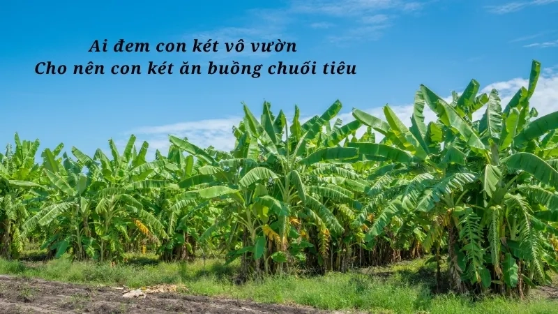 Ai đem con két vô vườn Cho nên con két ăn buồng chuối tiêu