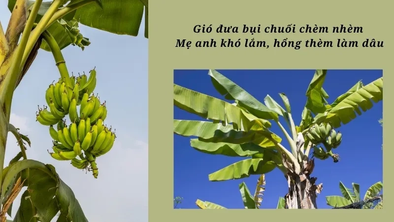 Gió đưa bụi chuối chèm nhèm Mẹ anh khó lắm, hổng thèm làm dâu