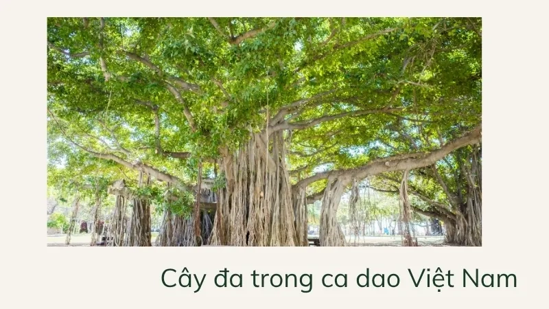 Cây đa trong ca dao Việt Nam