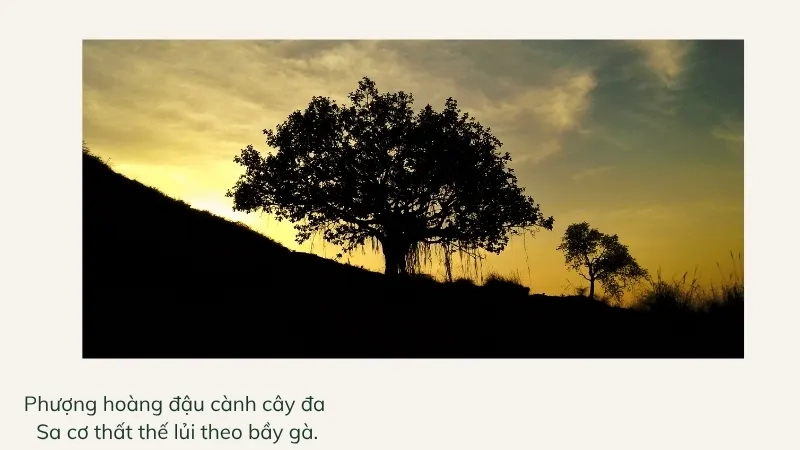 Phượng hoàng đậu cành cây đa Sa cơ thất thế lủi theo bầy gà