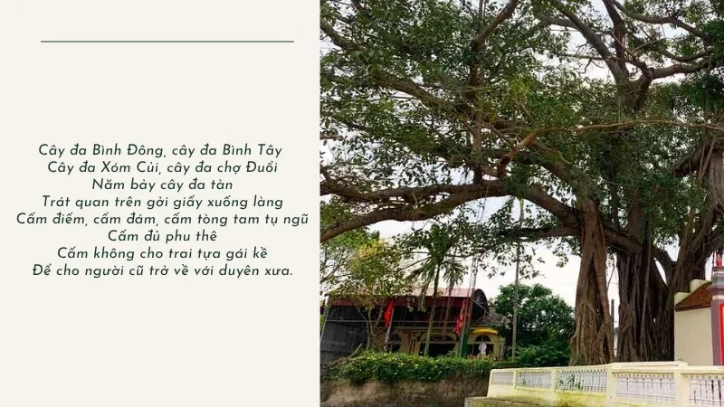 Cây đa Bình Đông, cây đa Bình Tây Cây đa Xóm Củi, cây đa chợ Đuổi