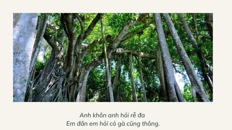 Anh khôn anh hỏi rễ đa Em đần em hỏi cỏ gà cũng thông