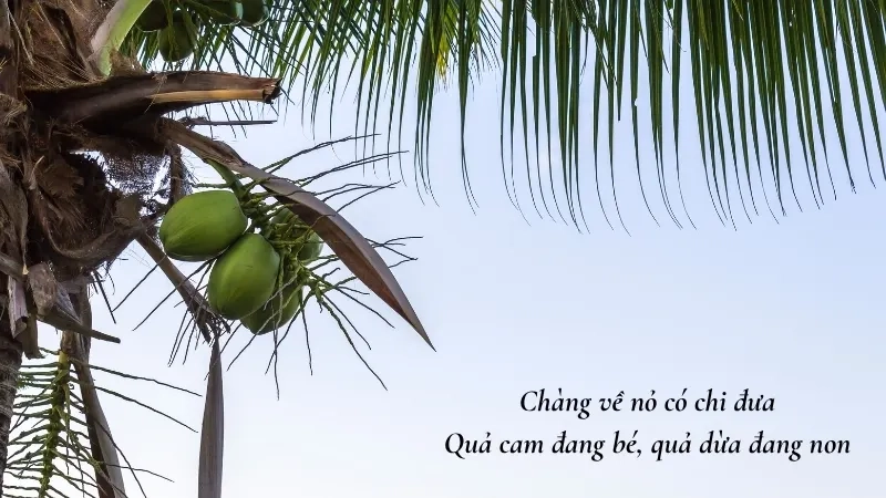  Chàng về nỏ có chi đưa Quả cam đang bé, quả dừa đang non