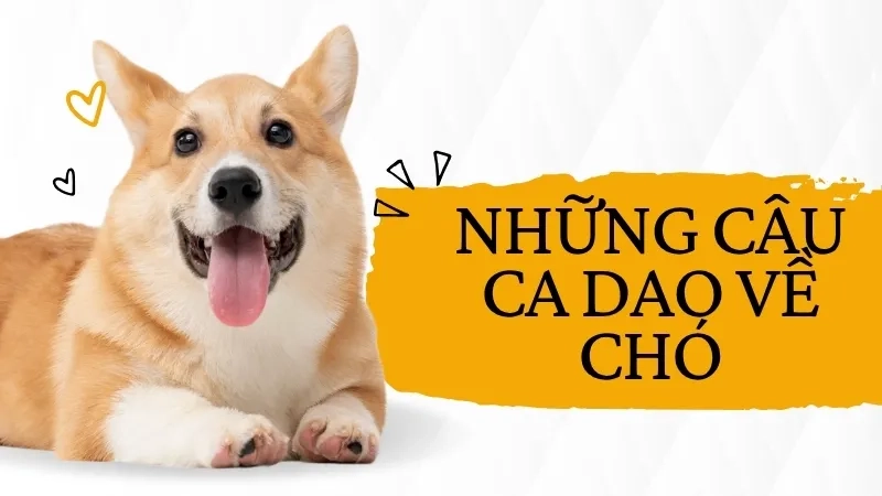 Những câu ca dao về chó