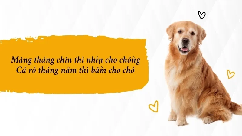 Măng tháng chín thì nhịn cho chồng Cá rô tháng năm thì bằm cho chó