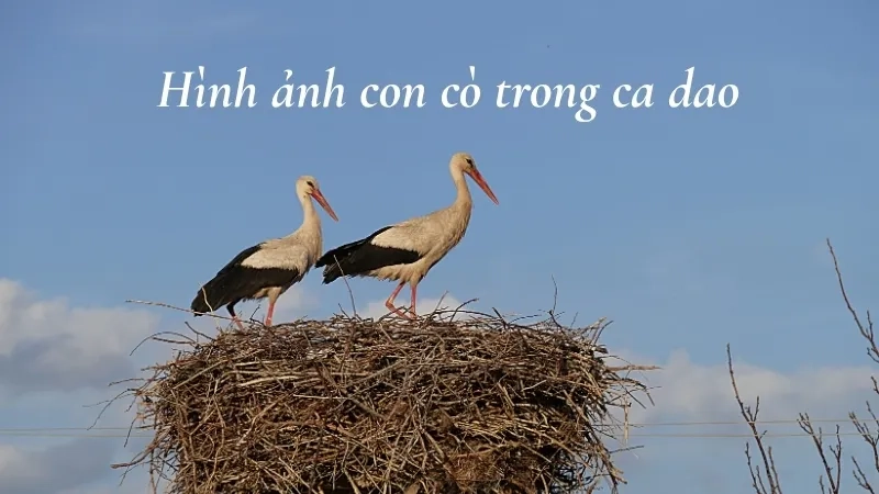 Hình ảnh con cò trong ca dao