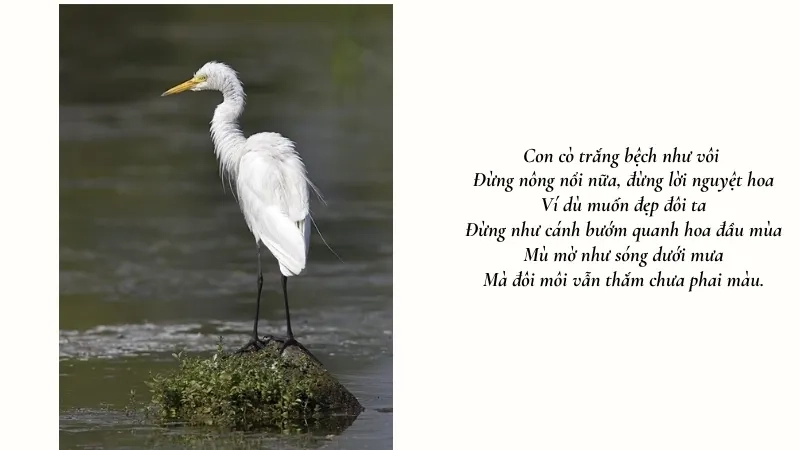 Con cò trắng bệch như vôi Đừng nông nổi nữa, đừng lời nguyệt hoa