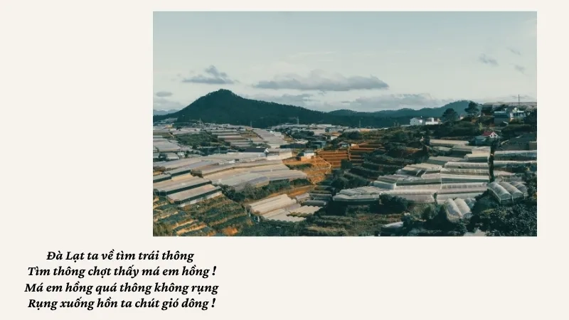 Đà Lạt ta về tìm trái thông Tìm thông chợt thấy má em hồng