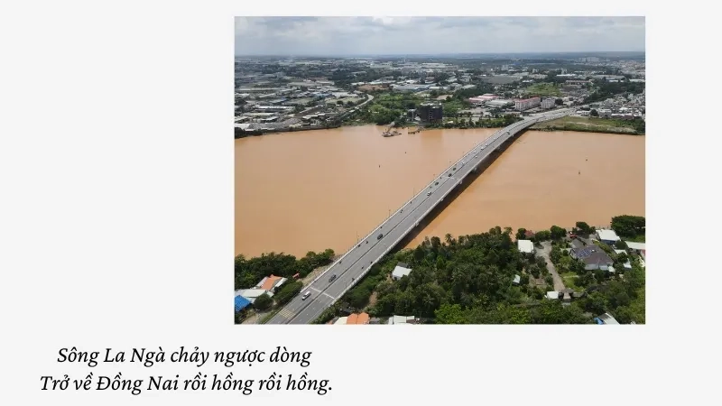 Sông La Ngà chảy ngược dòng Trở về Đồng Nai rồi hồng rồi hồng.