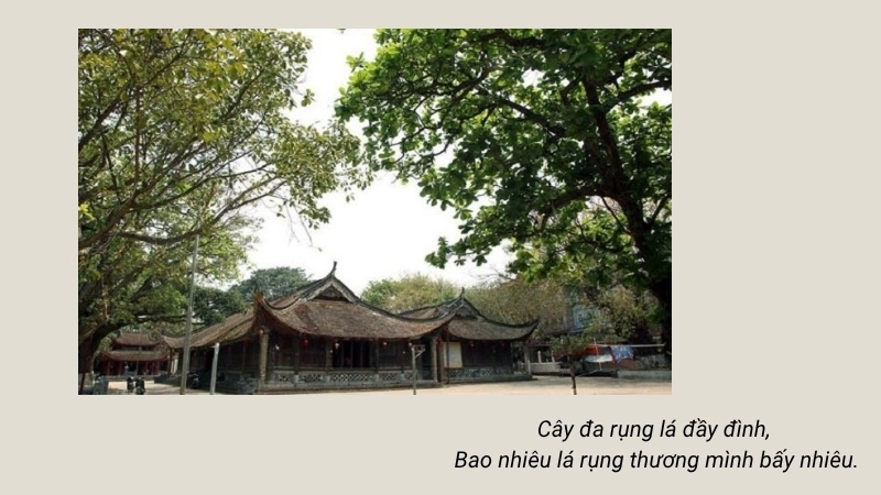 Cây đa rụng lá đầy đình, Bao nhiêu lá rụng thương mình bấy nhiêu