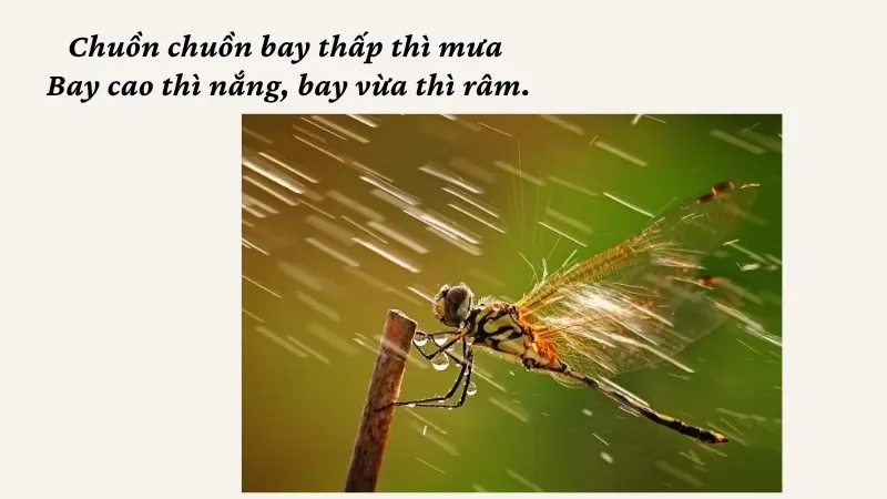 Chuồn chuồn bay thấp thì mưa Bay cao thì nắng, bay vừa thì râm