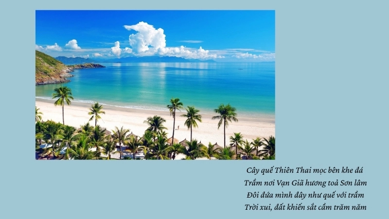 Cây quế Thiên Thai mọc bên khe đá Trầm nơi Vạn Giã hương toả Sơn lâm