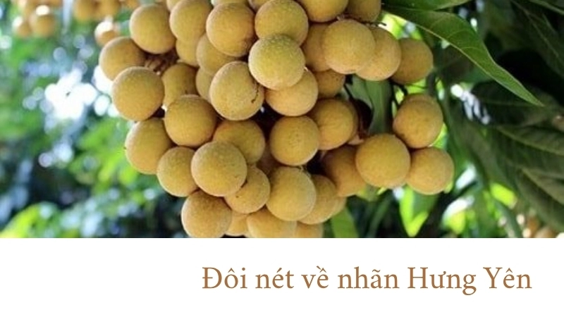 Đôi nét về nhãn Hưng Yên