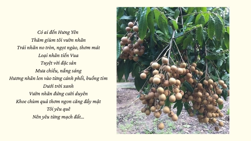 Có ai đến Hưng Yên Thăm giùm tôi vườn nhãn